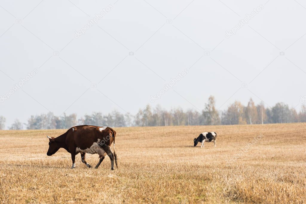 cows walking in field against grey sky 