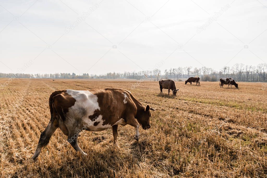 herd of bulls and cows standing in pasture against cloudy sky 