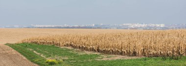 horizontal image of golden rye field near green grass against blue sky  clipart