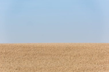 Mavi ve açık gökyüzüne karşı altın buğday tarlası