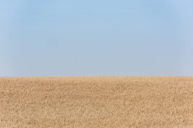 golden wheat field against blue and clear sky clipart