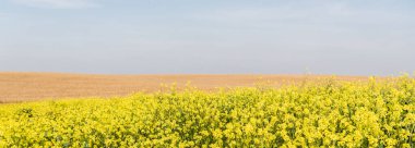 Sarı çiçeklerin panoramik oryantasyonu altın çavdar tarlası yakınlarında çiçek açıyor 