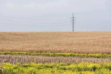Çiçeklerin yanında altın tarla ve mavi gökyüzüne karşı elektrik hattı 