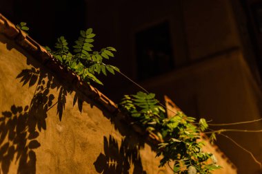 Gece gökyüzüne karşı duvarın yanında yeşil ve taze yaprakların alçak açılı görüntüsü 