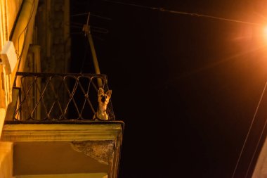 Gece balkonda kameraya bakan sevimli köpeğin düşük açılı görüntüsü.