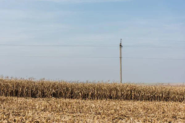 Campo Centeio Dourado Perto Linha Energia Contra Céu Azul — Fotografia de Stock