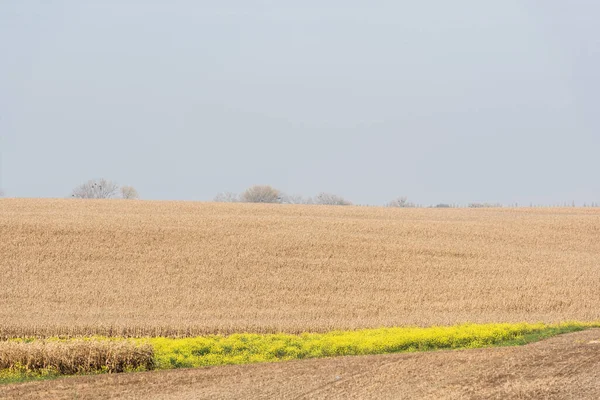 Жовті Квіти Біля Поля Золотої Пшениці — стокове фото