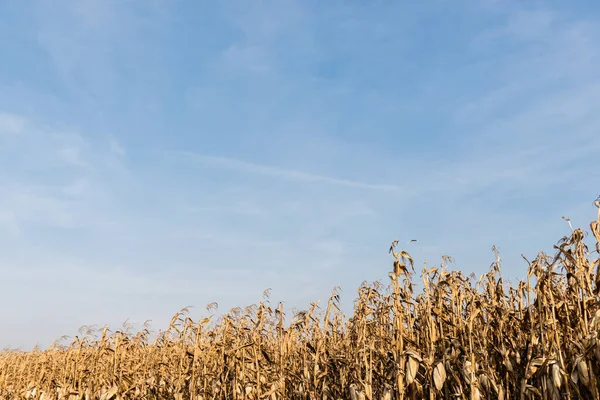 Maisfeld Mit Trockenen Blättern Gegen Blauen Himmel — Stockfoto