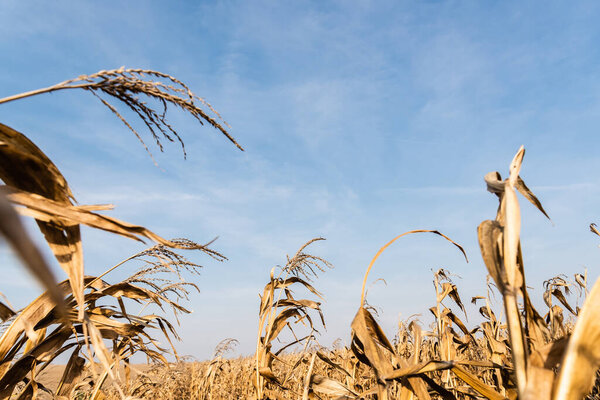 selective focus of dry leaves in corn field against blue sky 