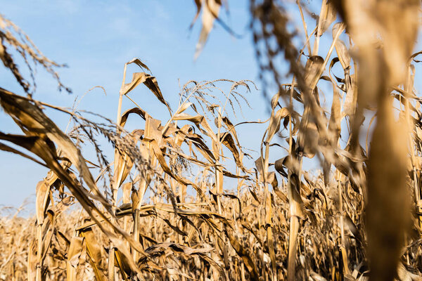 селективный фокус кукурузного поля с сухими листьями против голубого неба
 