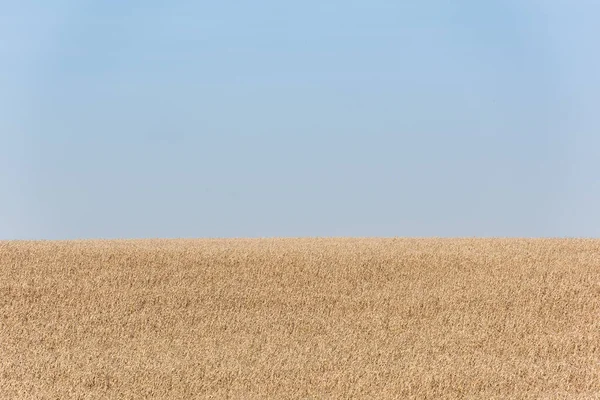 golden wheat field against blue and clear sky