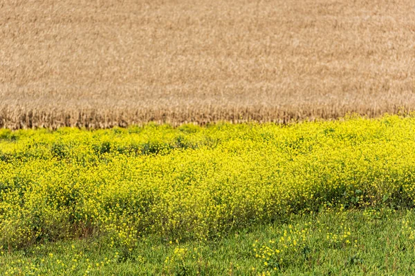 Gelbe Blumen Blühen Der Nähe Von Goldenem Roggenfeld — Stockfoto