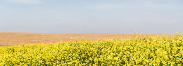 Panorámás Tájolása Sárga Virágok Virágzó Közelében Arany Rozs Mező — Stock Fotó