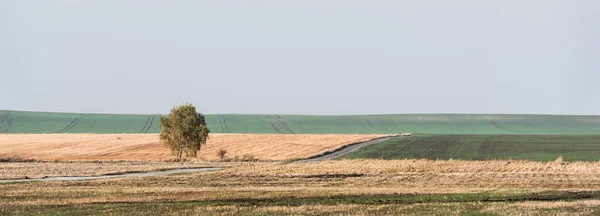 Horisontell Bild Grönt Träd Fält Mot Himlen Med Moln — Stockfoto