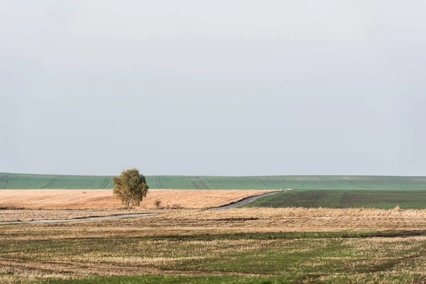 green tree in field against sky with clouds