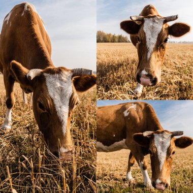 collage of cow with horns eating grass on pasture in ukraine clipart