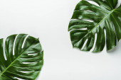 vrchní pohled na zelené palmové listy na bílém pozadí