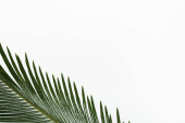 vrchní pohled na zelené palmové listy izolované na bílém