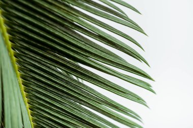 Beyaz üzerine izole edilmiş yeşil palmiye yaprağının yakın görüntüsü