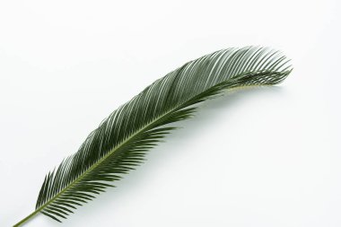 Beyaz arkaplanda yeşil palmiye yaprağının üst görünümü