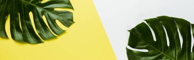 top view of green palm leaves on white and yellow background, panoramic shot clipart