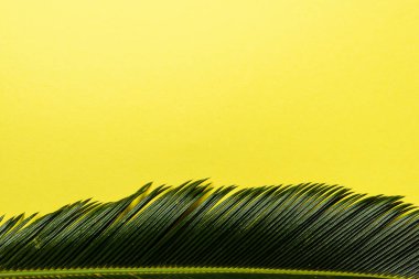 top view of green palm leaf isolated on yellow background clipart