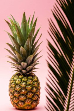 yeşil palmiye yaprağının seçici odağı ve pembe arka planda taze ananas