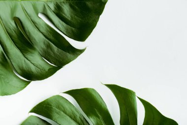 close up view of green palm leaves on white background clipart