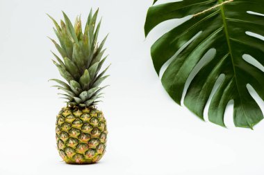 Beyaz arkaplanda yeşil palmiye yaprağı ve ananas