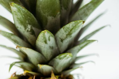 Beyaz üzerinde izole edilmiş ananas yeşili yaprakların yakın görüntüsü