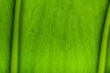 close up view of green palm leaf background clipart