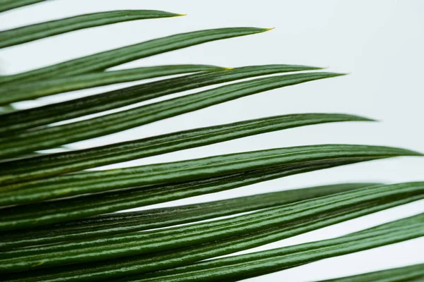 Close View Green Palm Leaf Isolated White — Stock Photo, Image