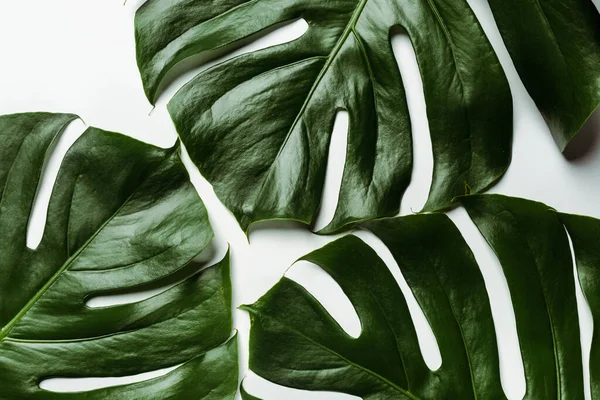 Bovenaanzicht Van Groene Palmbladeren Witte Achtergrond — Stockfoto