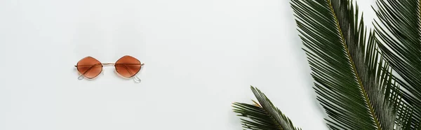 Beyaz Arkaplanda Yeşil Palmiye Yaprakları Modaya Uygun Güneş Gözlüğü Manzarası — Stok fotoğraf