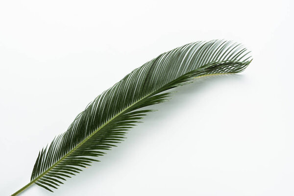вид сверху на зеленый лист пальмы на белом фоне

