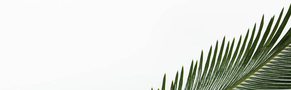 вид сверху на зеленый пальмовый лист, выделенный на белом, панорамный снимок
