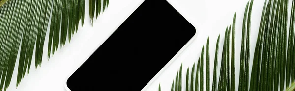 Top View Green Palm Leaves Smartphone Isolated White Panoramic Shot — Stock Photo, Image