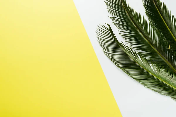 Top View Green Palm Leaves White Yellow Background — Stock Photo, Image