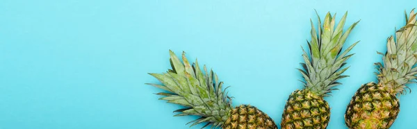 top view of ripe pineapples on blue background, panoramic shot