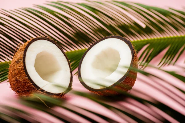Selective Focus Green Palm Leaves Fresh Coconut Halves Pink Background — Stock Photo, Image