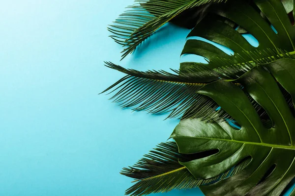top view of green palm leaves on blue background