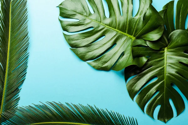 top view of green palm leaves on blue background