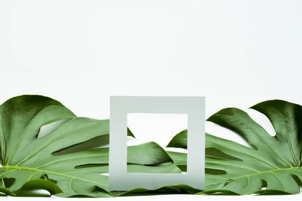 Square Empty Frame Green Palm Leaves White Background — Stock Photo, Image