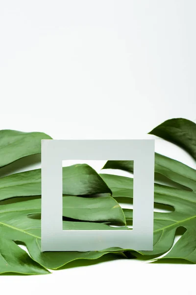 Beyaz Arkaplanda Yeşil Palmiye Yaprakları Üzerinde Kare Boş Çerçeve — Stok fotoğraf