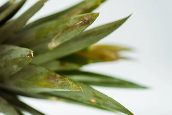 Close View Pineapple Green Leaves Isolated White — Stock Photo, Image