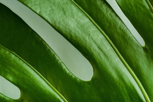 Close View Green Palm Leaf — Stock Photo, Image