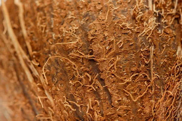 Close View Coconut Brown Textured Peel — Stock Photo, Image