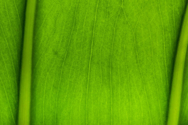 close up view of green palm leaf background