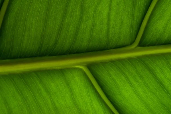 Nahaufnahme Ansicht Des Grünen Palmblattes Hintergrund — Stockfoto