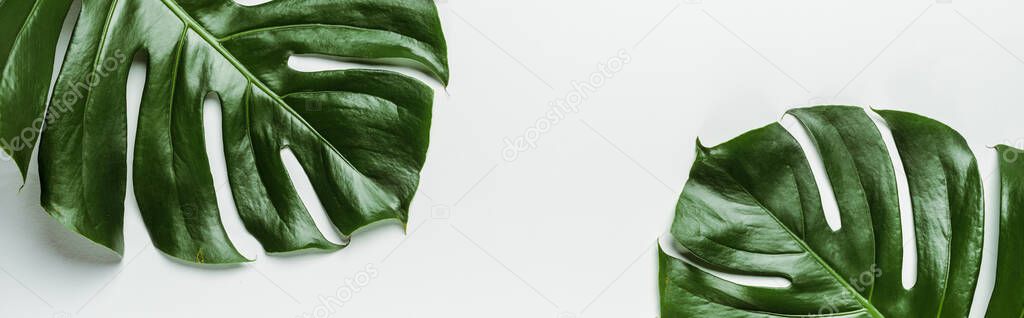 top view of green palm leaves on white background, panoramic shot